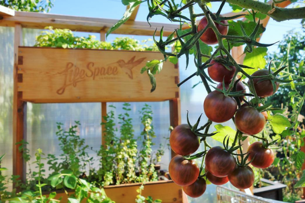 September: Big Harvests & Cool-Season Crops