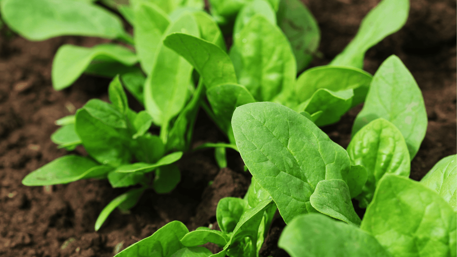 Spinach Growing Guide🥬: Planting, Care, and Harvesting Tips for Self-Watering SIP Gardens