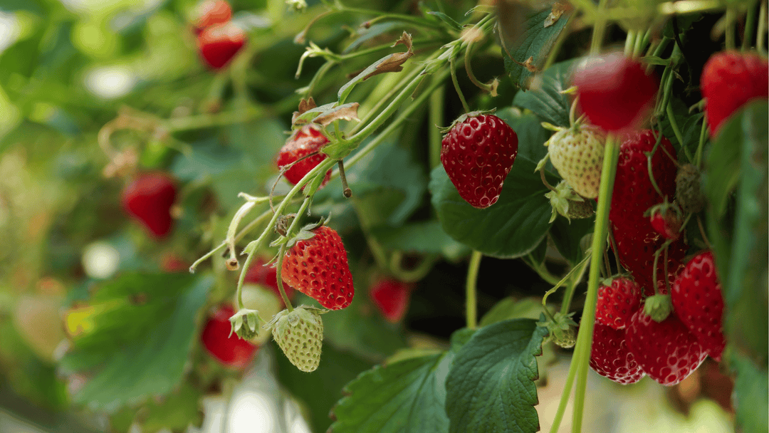 Strawberry Growing Guide🍓: Planting, Care & Harvesting Tips