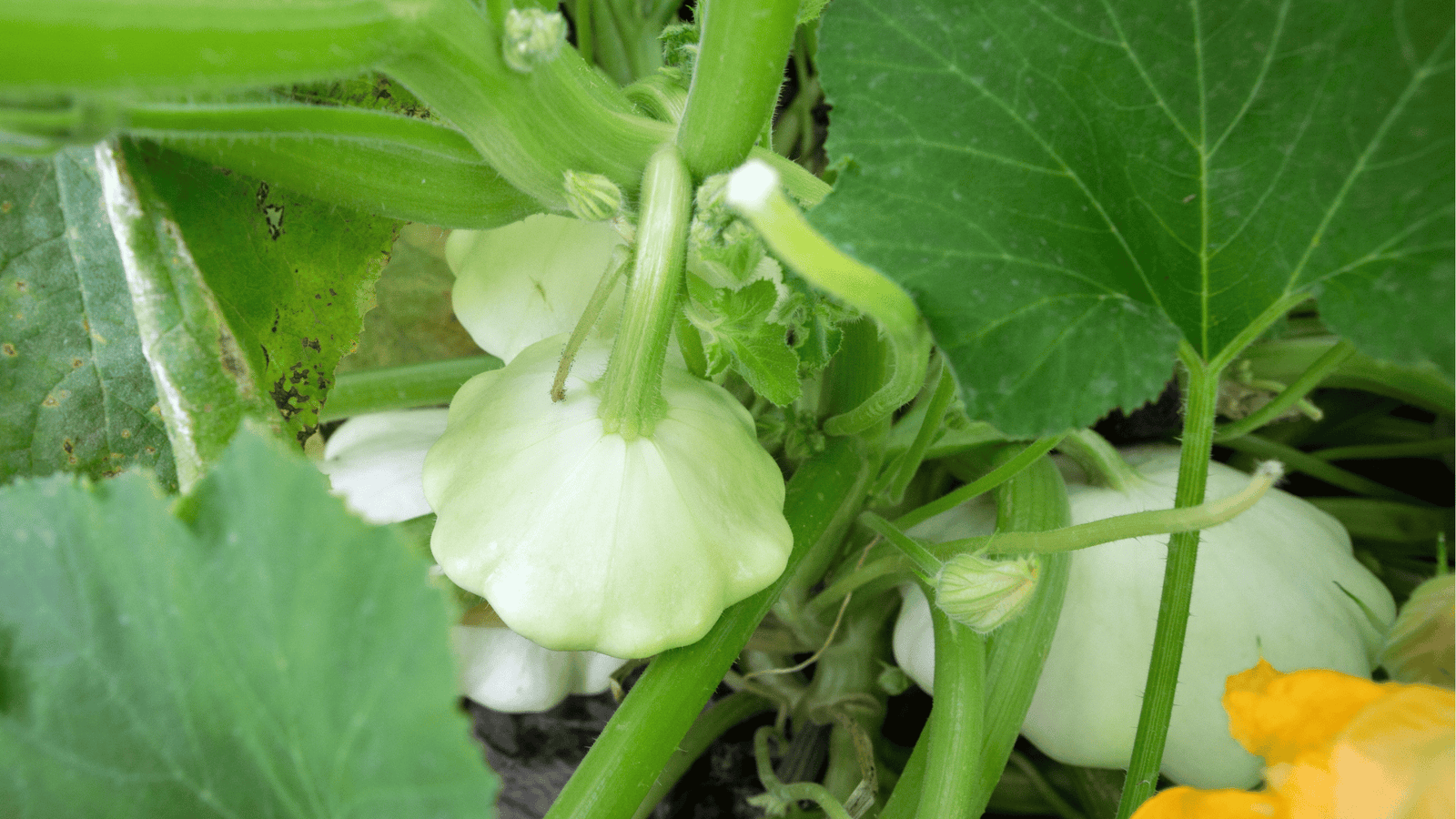 Summer Squash Growing Guide🥒: Planting and Care for Continuous Harvests
