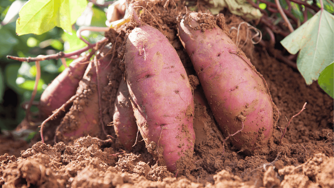 Sweet Potato Growing Guide🍠: Planting, Care, and Harvesting in Self-Watering Gardens