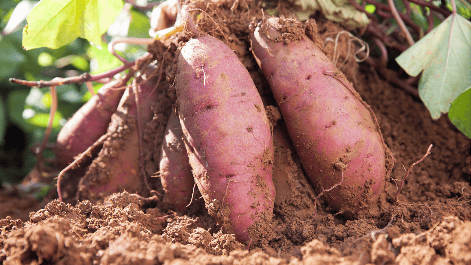 Sweet Potato Growing Guide🍠: Planting, Care, and Harvesting in Self-Watering Gardens