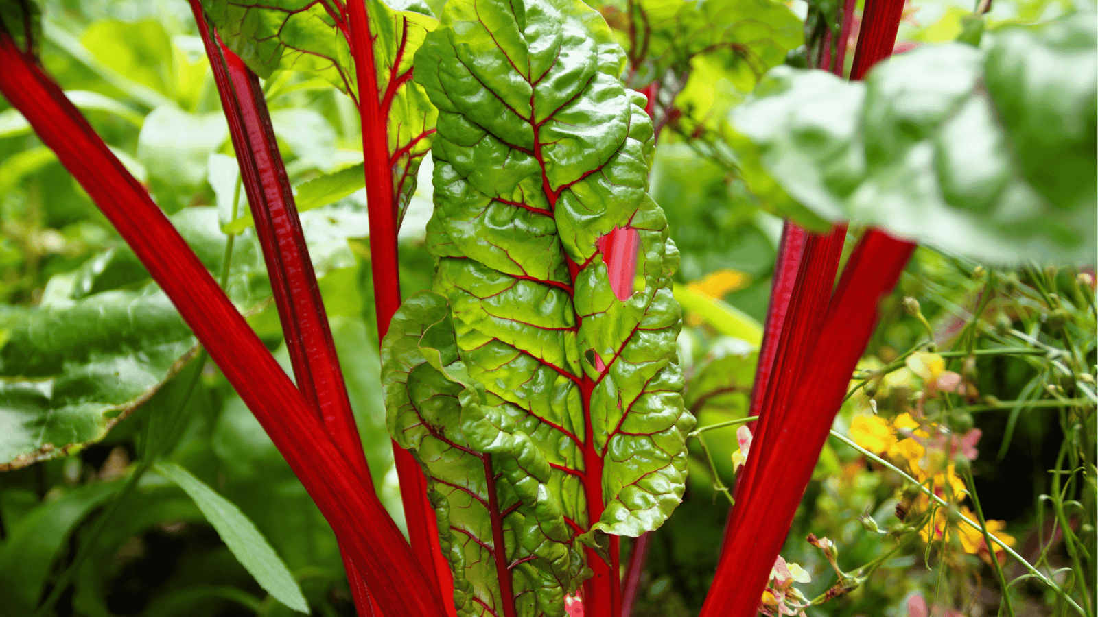 Swiss Chard Growing Guide🥗: Year-Round Planting and Care in Self-Watering Planters