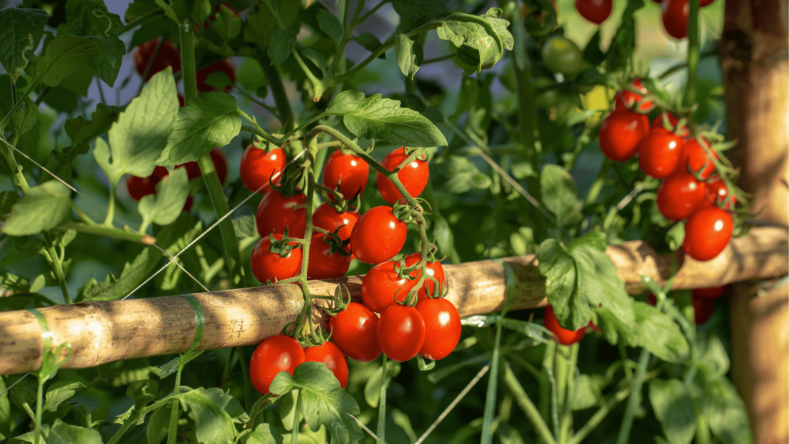 Tomato Growing Guide🍅: Spacing, Pruning, and Watering Tips for Big Harvests