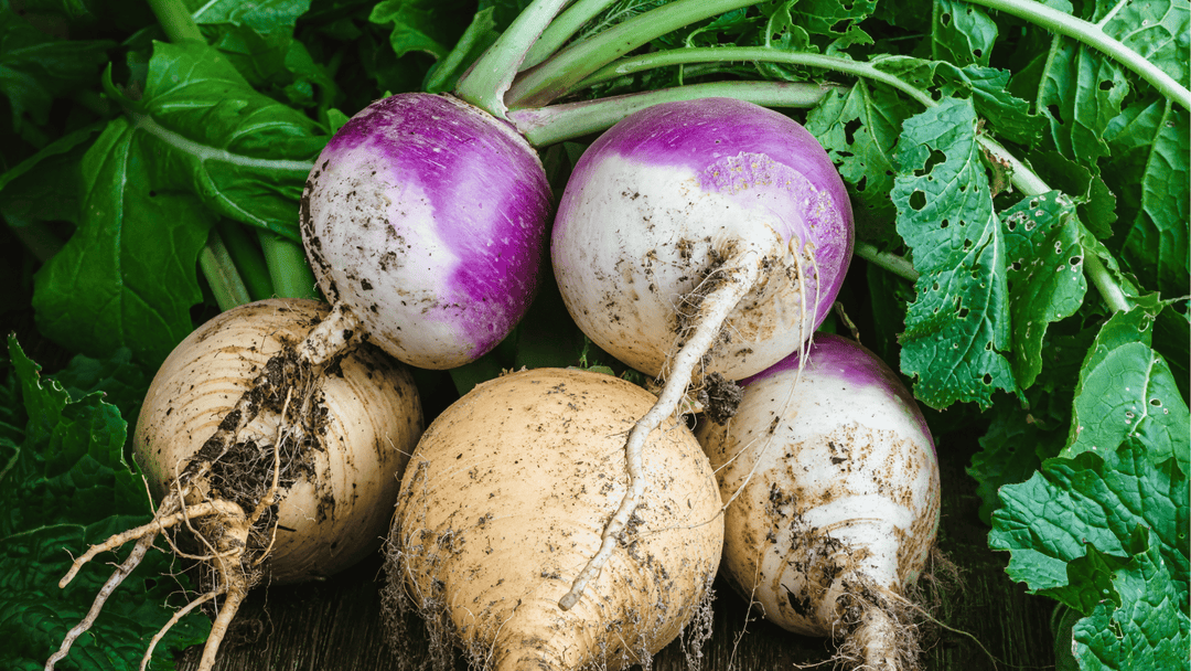 Turnip Growing Guide🥕: Planting and Care Tips for Balcony and Raised Gardens