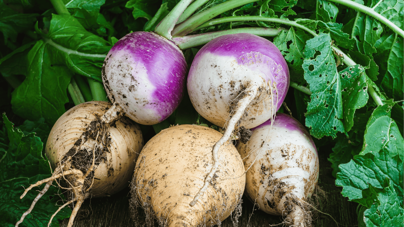 Turnip Growing Guide🥕: Planting and Care Tips for Balcony and Raised Gardens