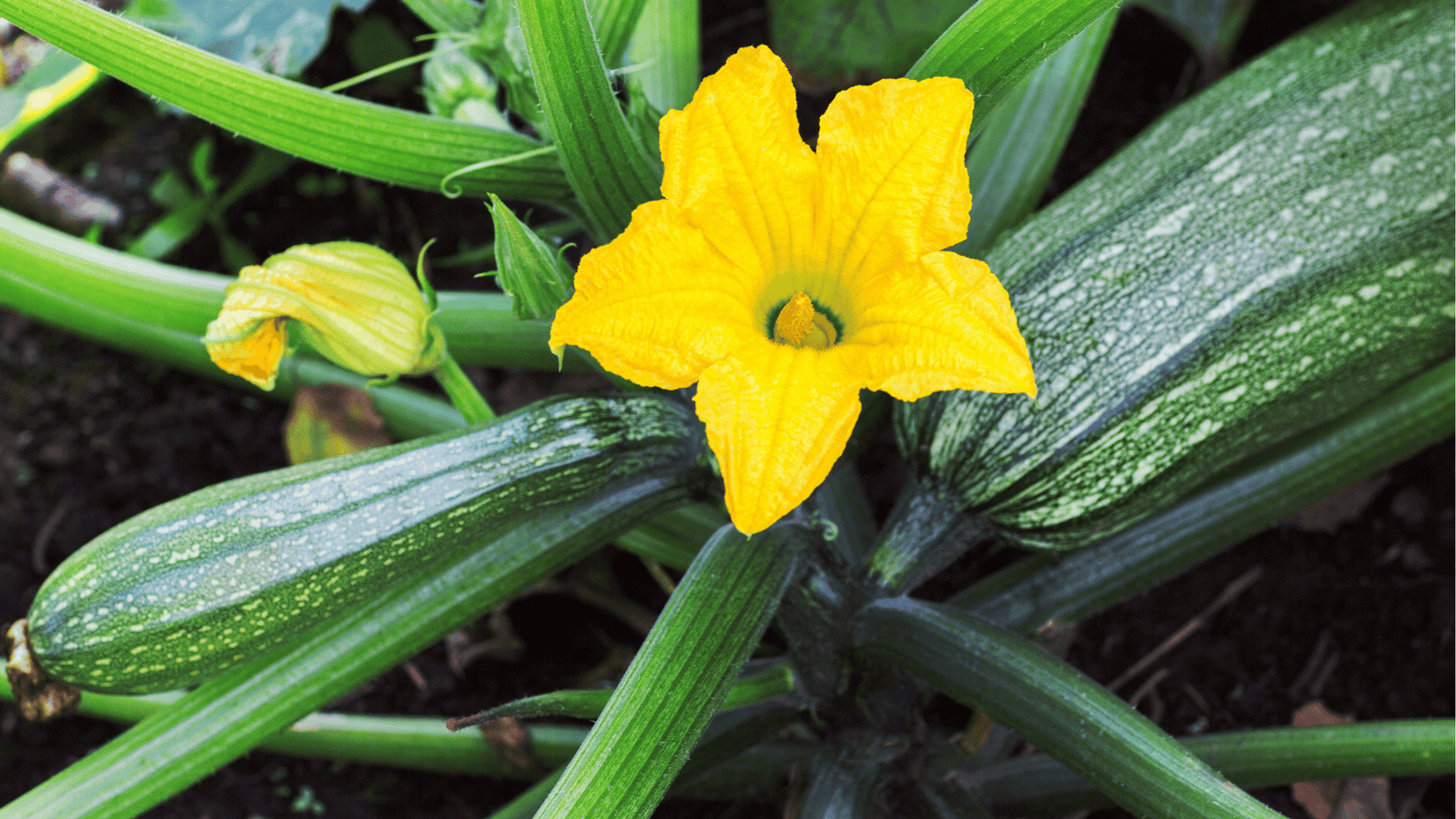 Zucchini Growing Guide🥒: Planting, Care, and Harvesting Tips