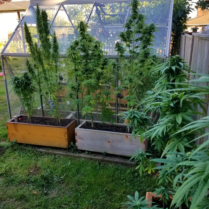  Low Rider planter boxes and a greenhouse in a backyard garden setting.