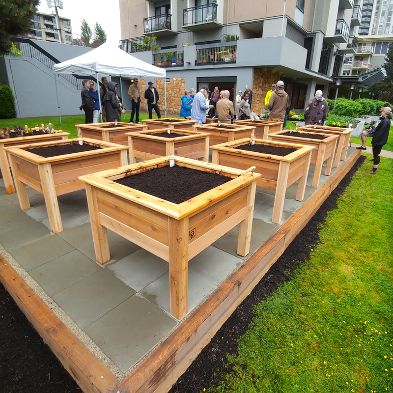 Elevated Heirloom self-watering garden in a senior living courtyard