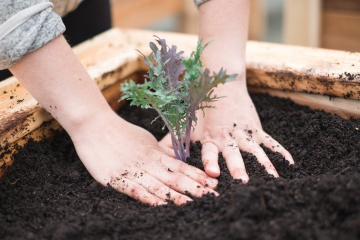 LifeSpace Organic Living Soil