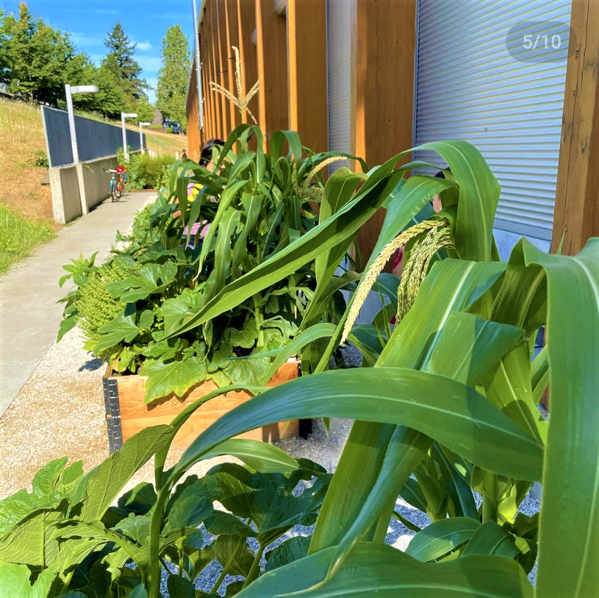 Project Garden Box - Self-Watering Garden Kit