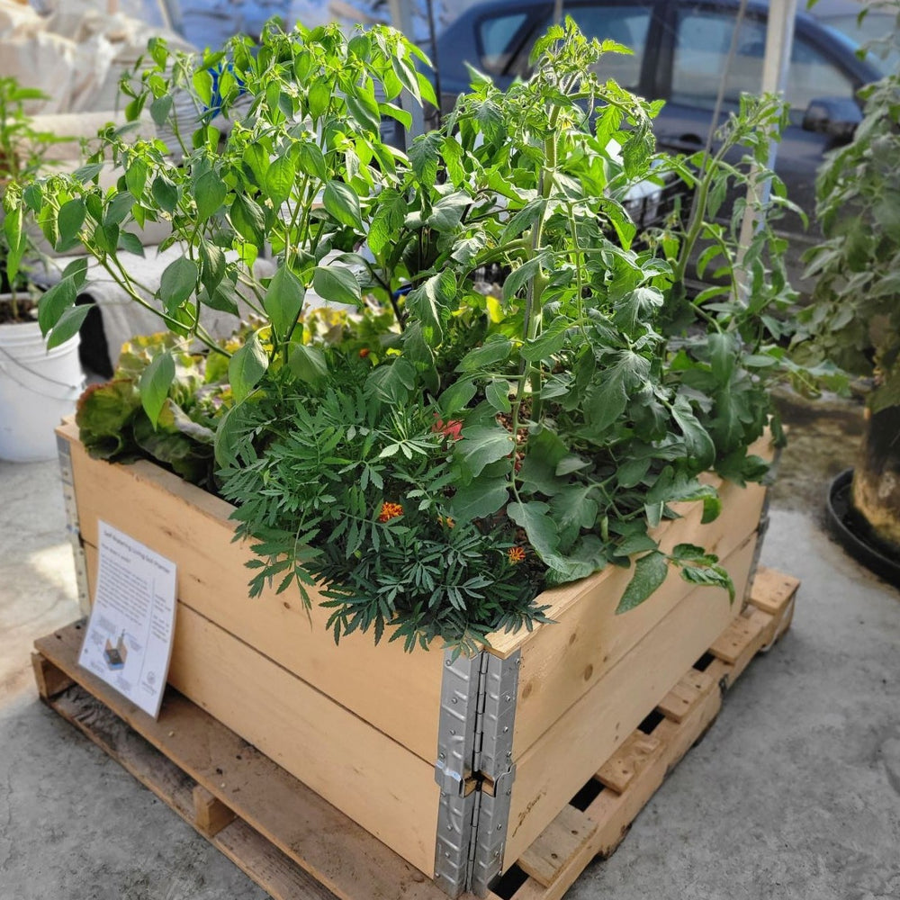 Project Garden Box - 3'x3' DIY Self-Watering Garden Kit